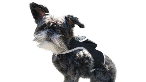 Realtime Mini GPRS GSM Portable Pet GPS Tracker w/ Perimeter Tracking Size:M