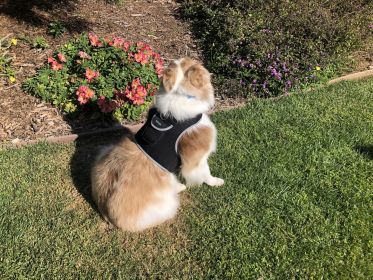 Collar Clipped GSM GPS Pet Transmitter Realtime Tracker Pocket Locator Size:S